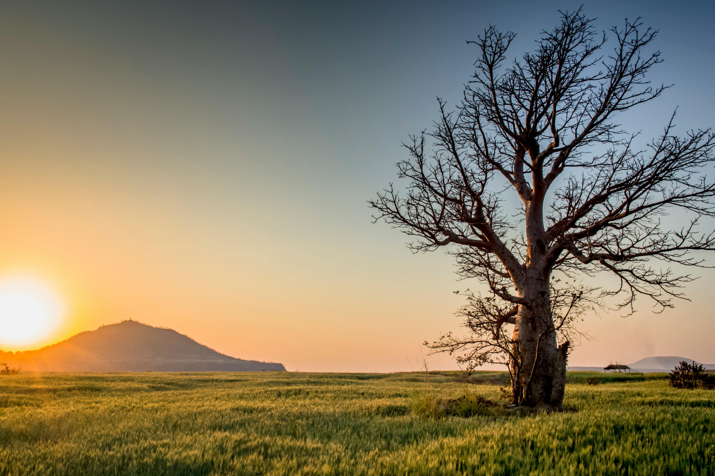 Zielony Radom – nowe nasadzenia w parkach