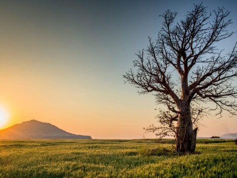 Zielony Radom – nowe nasadzenia w parkach